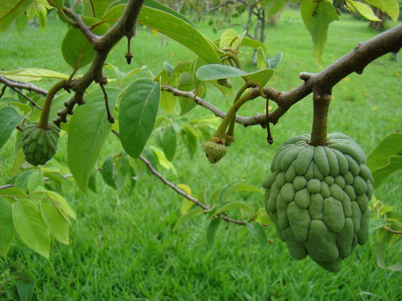 FrutadeConde, Pinha ou Ata (Annona squamosa) Klima Naturali™ FrutadeConde, Pinha ou Ata (Annona squamosa) Klima Naturali™