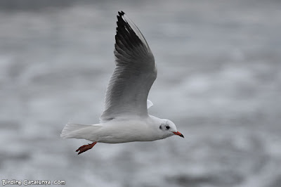 Gavina riallera (Chroicocephalus ridibundus)