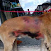 Cachorro é queimado com água quente em Ipirá