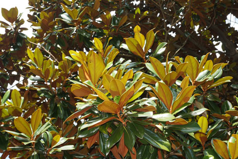 Magnolia tree with new spring foliage