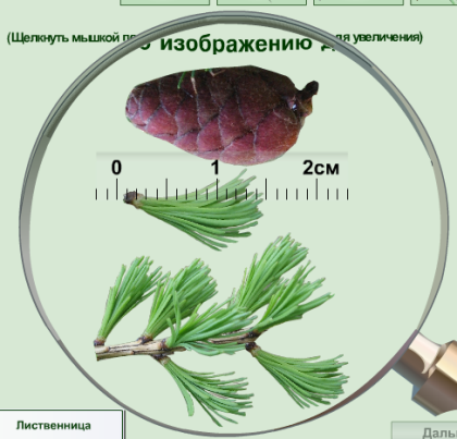 Таблица по биологии 7 класс шишки