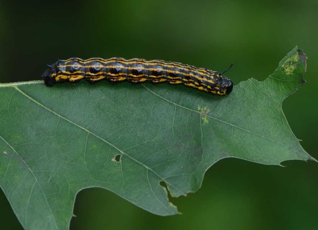 Ohio Birds and Biodiversity: Caterpillars