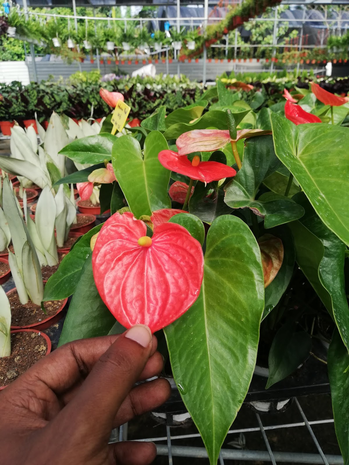 Garden Chronicles of James David Anthurium andraeanum Dwarf Variety