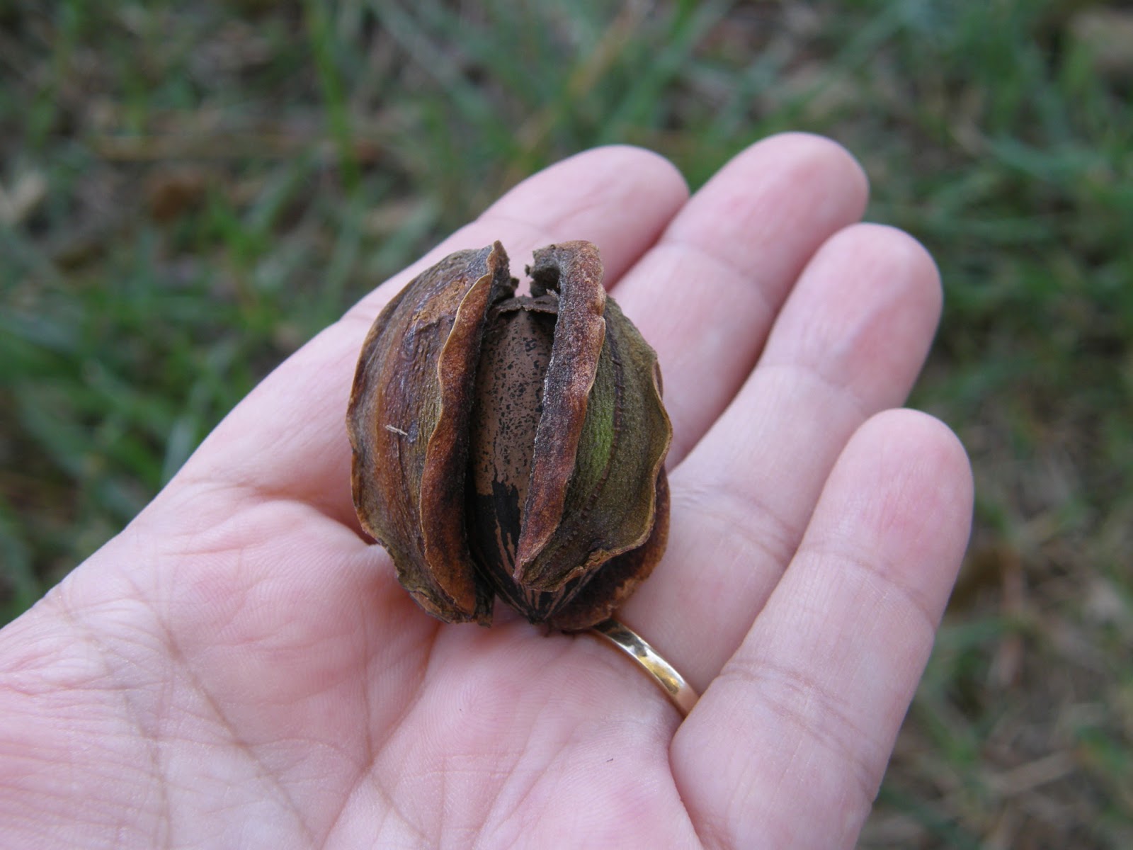 The Woman on the Hill: Pecans, anyone?