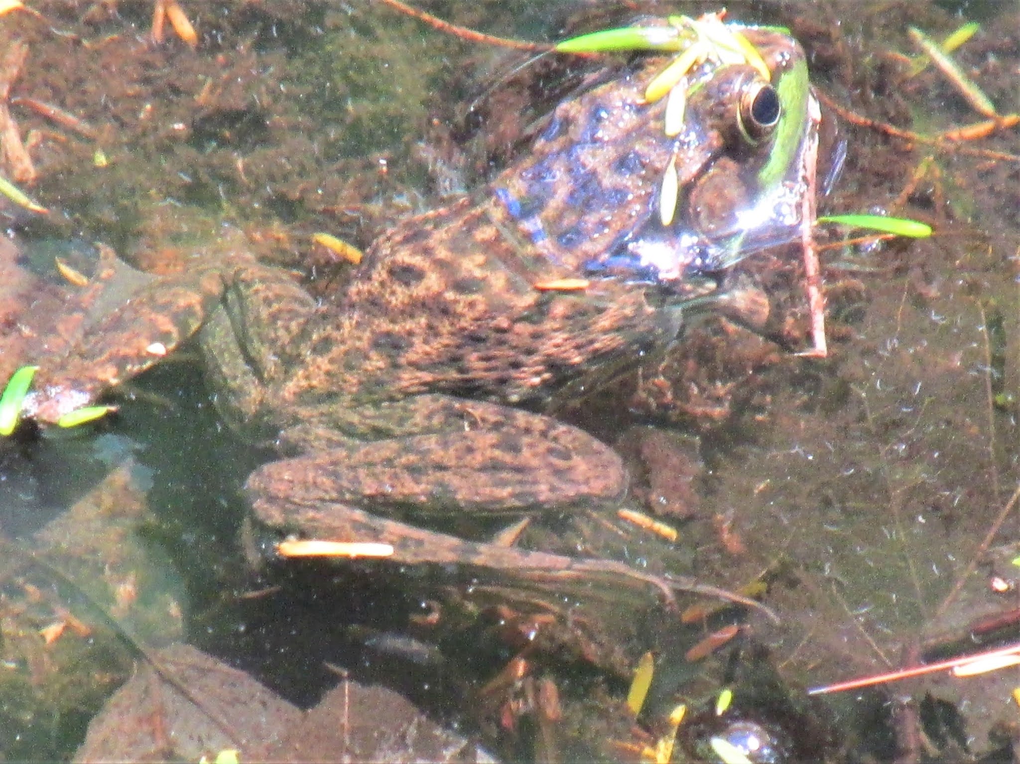 Webfoot Weblog: Frogs and Fashion