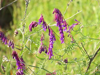 wildflower wednesday flower photography identification