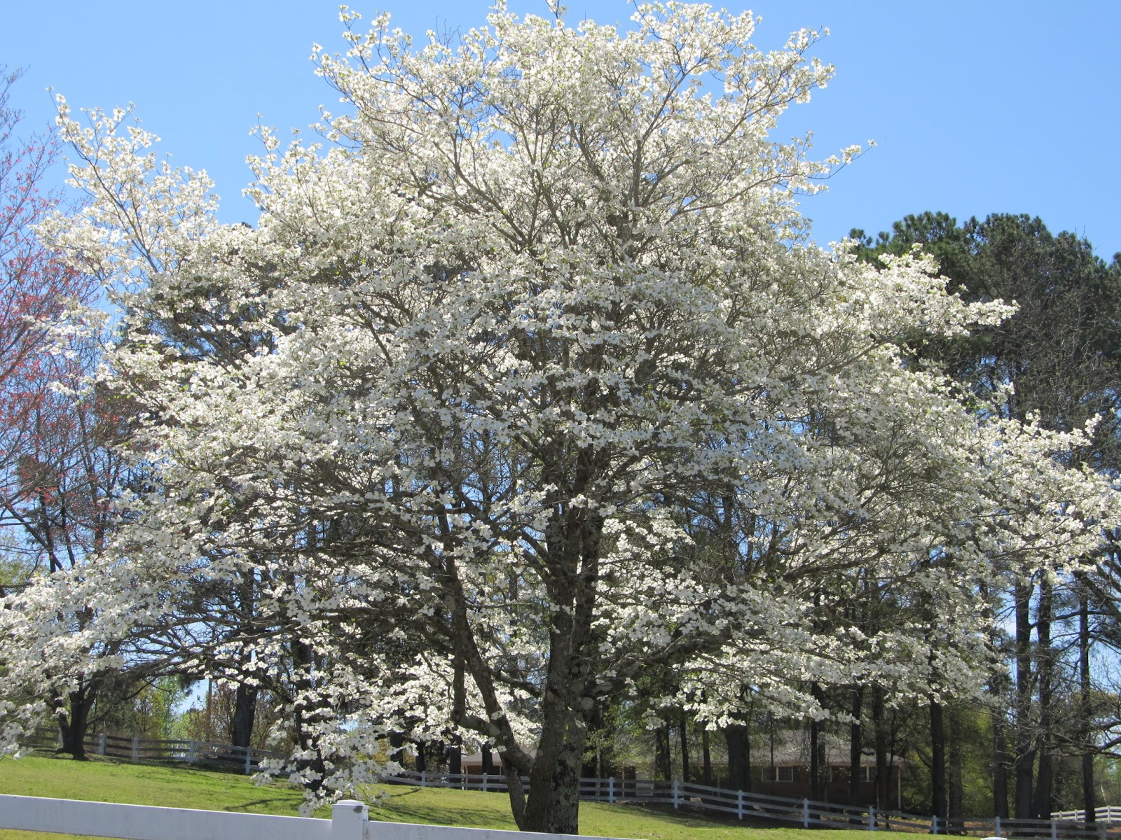 Girl With An English Heart White Flowers!