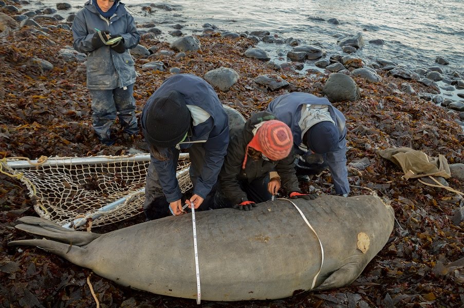Une Expédition De Chasse à La Baleine Aux Îles Kerguelen, 1851-1853