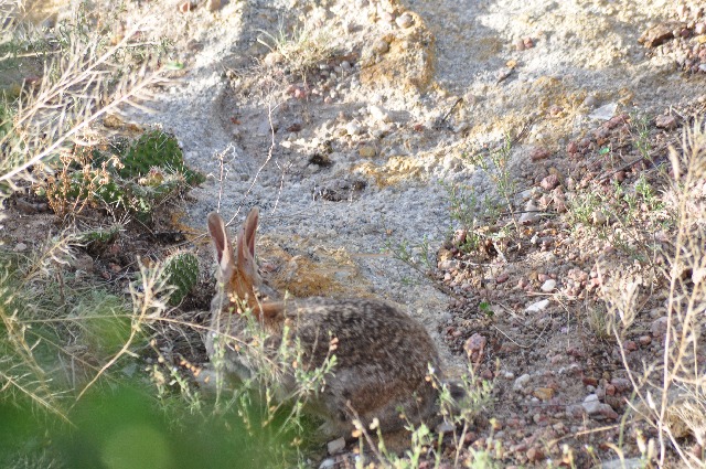 rabbits Palmer Park Colorado Springs coloradoviews.filminspector.com