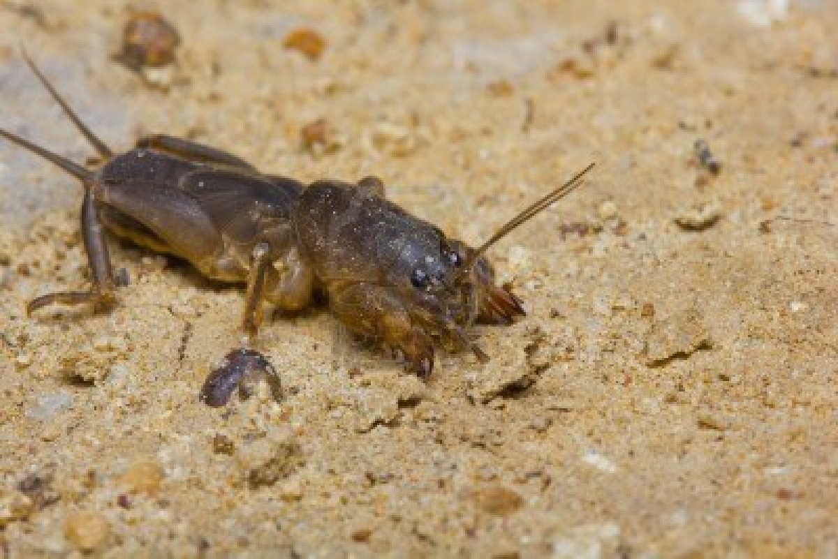 отряд прямокрылые медведка. кобылка кузнечик и саранча. кузнечики сверчки и медведки. кузнечики сверчки и медведки. медведка и саранча.