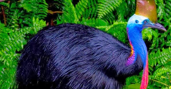 Pria Di Florida Tewas Diserang Burung Kasuari Peliharaannya