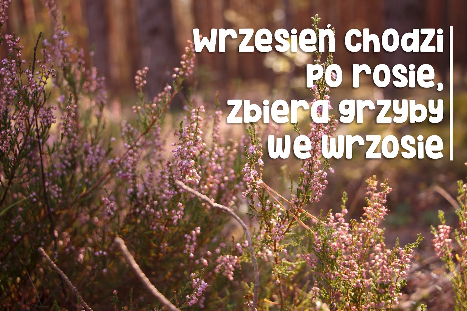 Kiedy Luty Pofolguje Marzec Zimę Zreperuje Przysłowia, nie tylko o miesiącach
