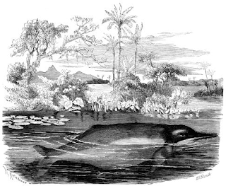 1860'lı yıllarda Brehms Tierleben'de tasvir edildiği gibi bir Amazon nehir yunusu