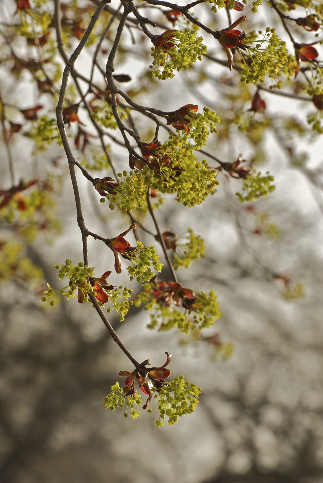 Savoring Servant Budding tree