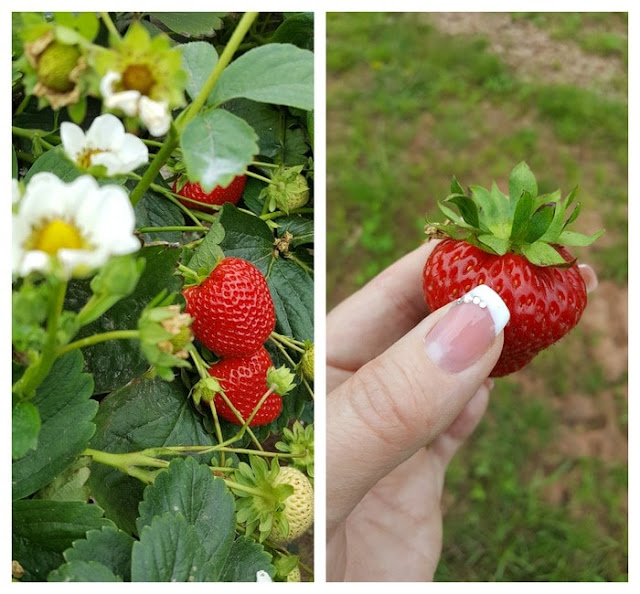Close up of Scottish strawberries on plant and being picked