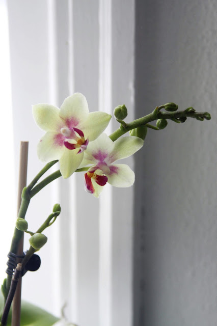 orchids, moth orchids, phalaenopsis, yellow orchids, Anne Butera, My Giant Strawberry