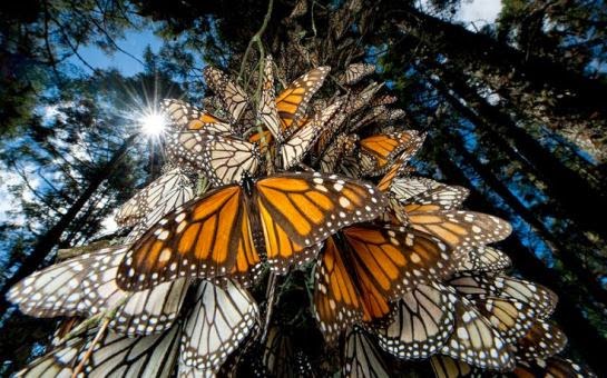 santuarios Mariposa Monarca México Reserva de la Biosfera