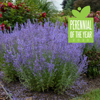 Long stems with short leaves and purple spikes of flowers.