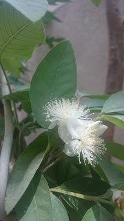 Guava tree