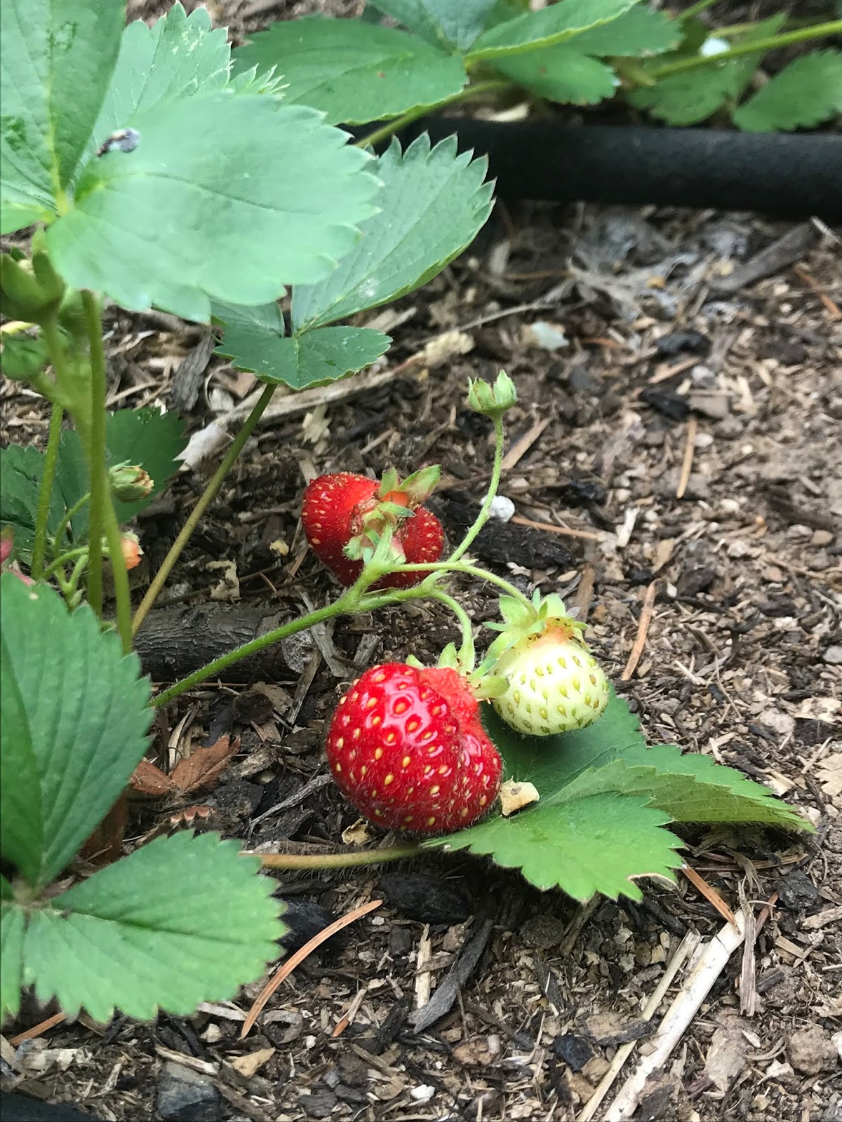 Finding Little Moments Growing Day Neutral Strawberries
