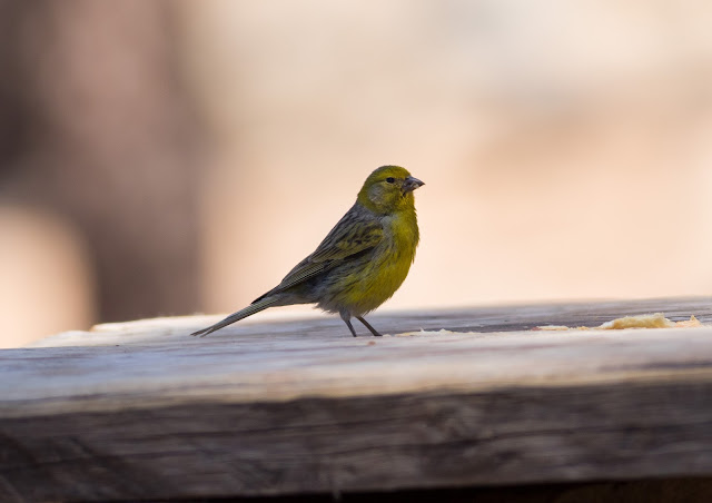 Atlantic Canary - Las Lajas, Tenerife Atlantic Canary - Las Lajas, Tenerife