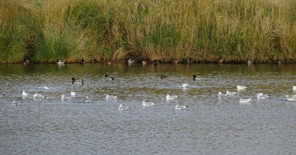 Überraschungspaket Hund ein Hundeblog der zeigt, wie unterschiedlich