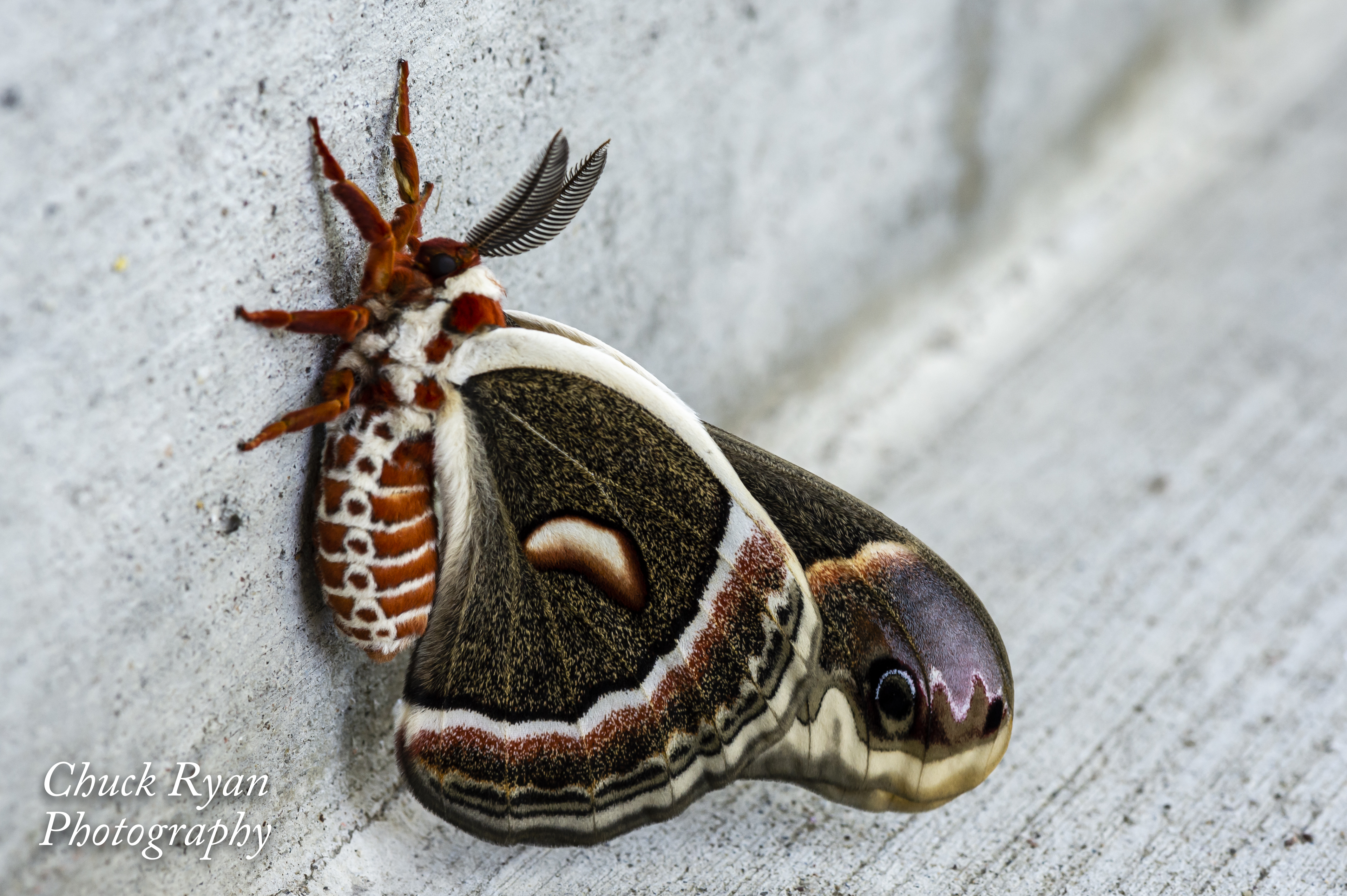 CIIcanoe... Cecropia Silk Moth