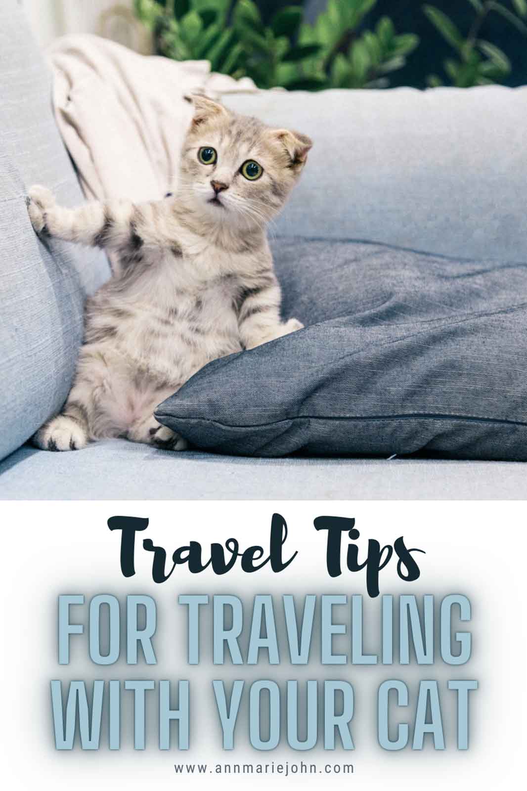 Easy Travel Tips For People Taking Their Cats With Them