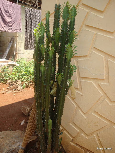 Opuntia stricta or Kallichedi