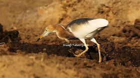 Langkawi bird 
