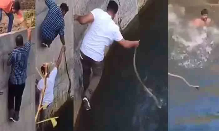 Watch: Group of men rescues cobra after one of them jumped into a well to save the snake, New Delhi, News, Social Media, Video, Youth, Snake, National