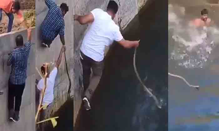 Snake Watch: Group of men rescues cobra after one of them jumped into a well to save the snake, New Delhi, News, Social Media, Video, Youth, Snake, National