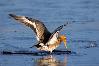 Wildlifefotografie Naturfotografie Dümmer See Uferschnepfe