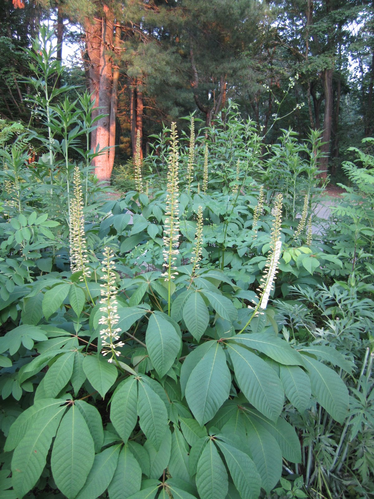 Princeton Nature Notes Bottlebrush Buckeye