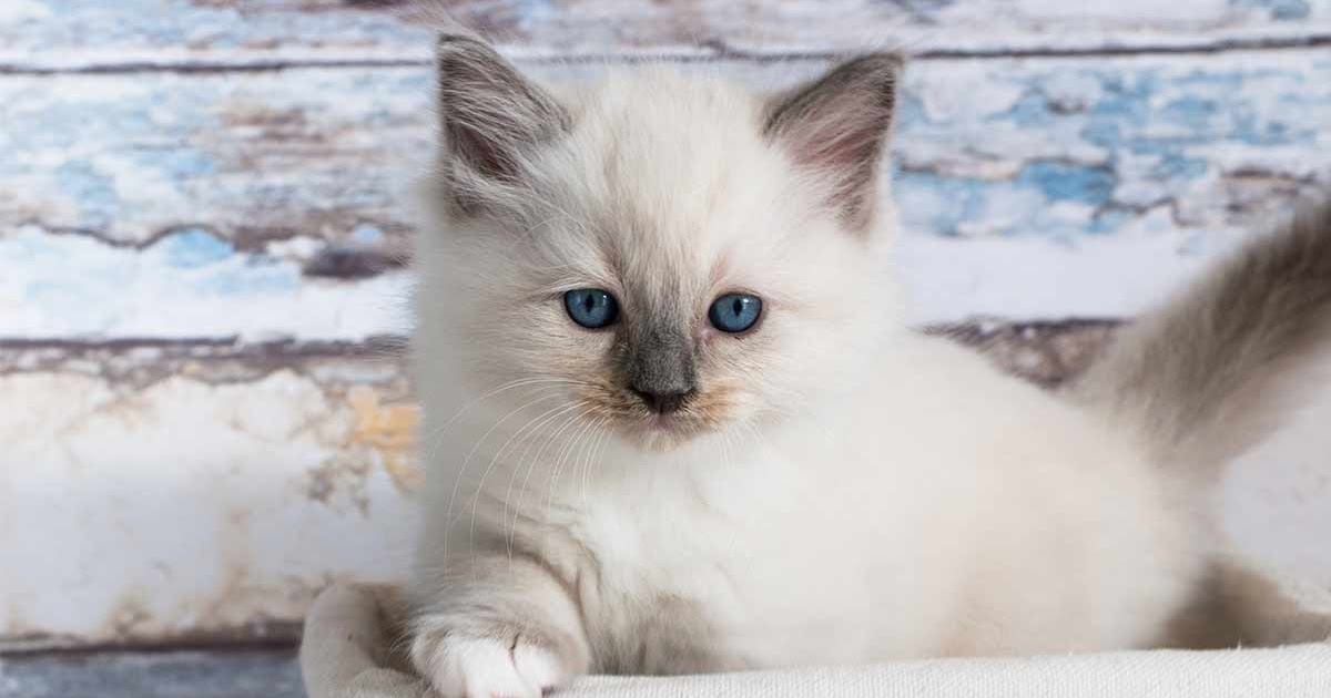 Ragdoll tabby mix Personality, Size, Adoption, Lifespan, Price