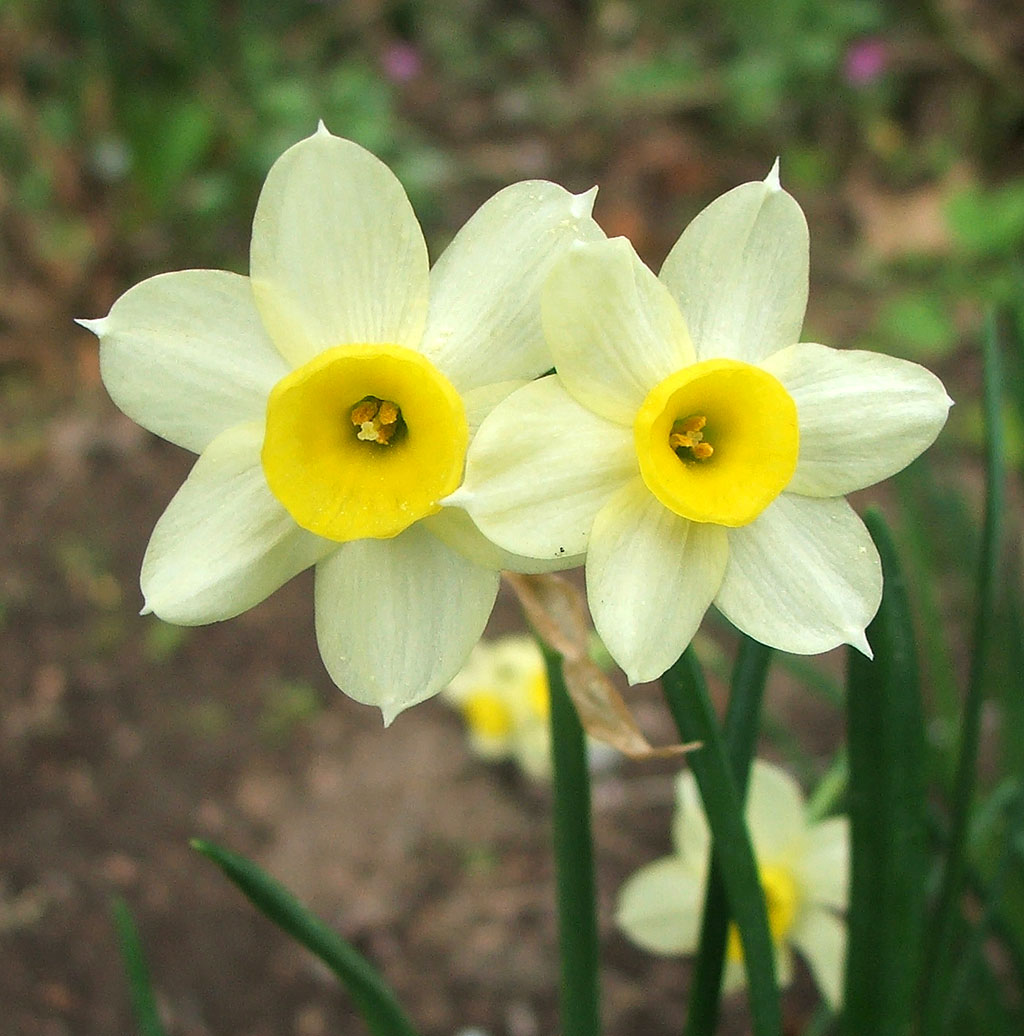 Flower Homes Daffodils Flowers