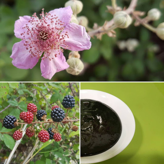 Rubus ulmifolius - Zarzamora