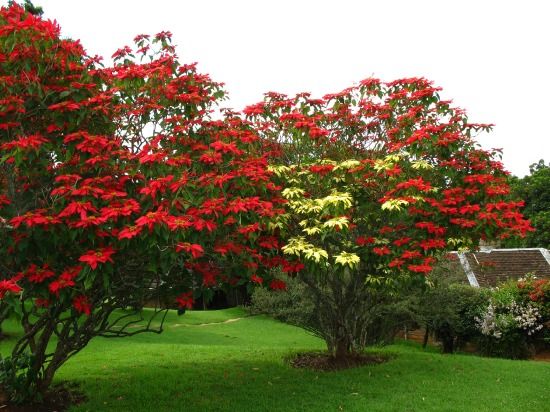 Jardim Design: Euphorbia pulcherrima uma flor que é a Estrela do Natal