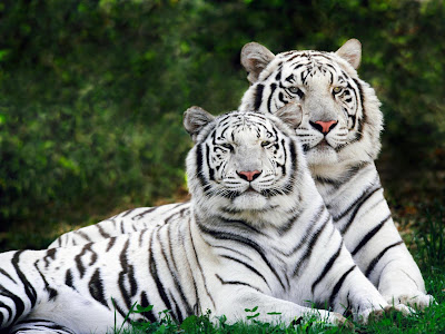White Tigers Wallpaper