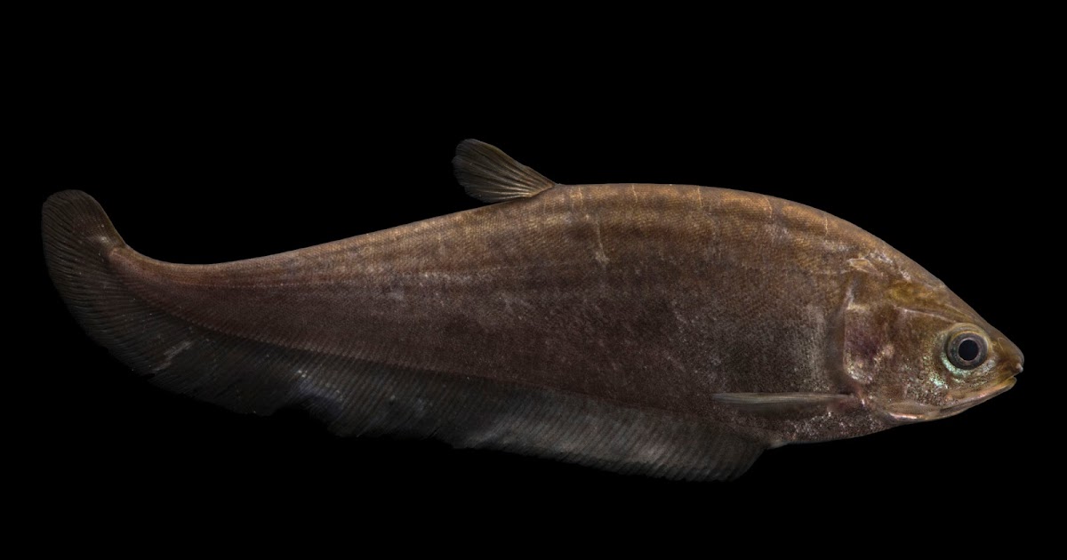 Oppdag Fisk! Knivfisk/Bronze Featherback/Notopterus Notopterus