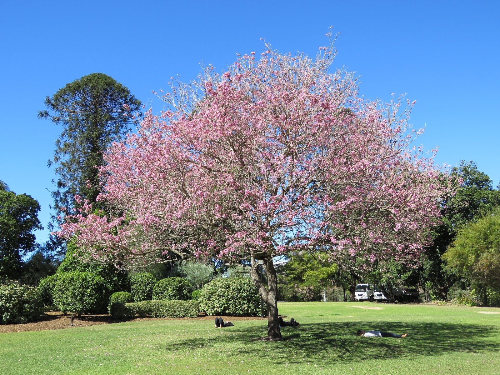 Pink Trumpet Tree a possible cure for climate changed gardens
