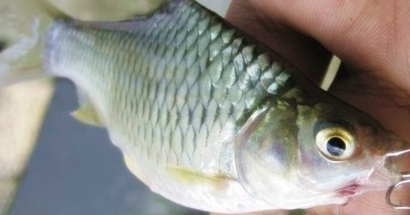 18 Arti Mimpi Tentang Ikan Tawes Menurut Primbon Jawa Dan Islam - Buku Mimpi