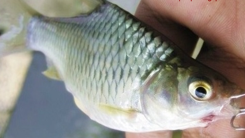 18 Arti Mimpi Tentang Ikan Tawes Menurut Primbon Jawa Dan Islam Buku Mimpi 18 Arti Mimpi Tentang Ikan Tawes Menurut Primbon Jawa Dan Islam Buku Mimpi