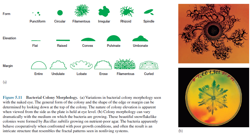 Microbiology Notes Microbial Nutrition