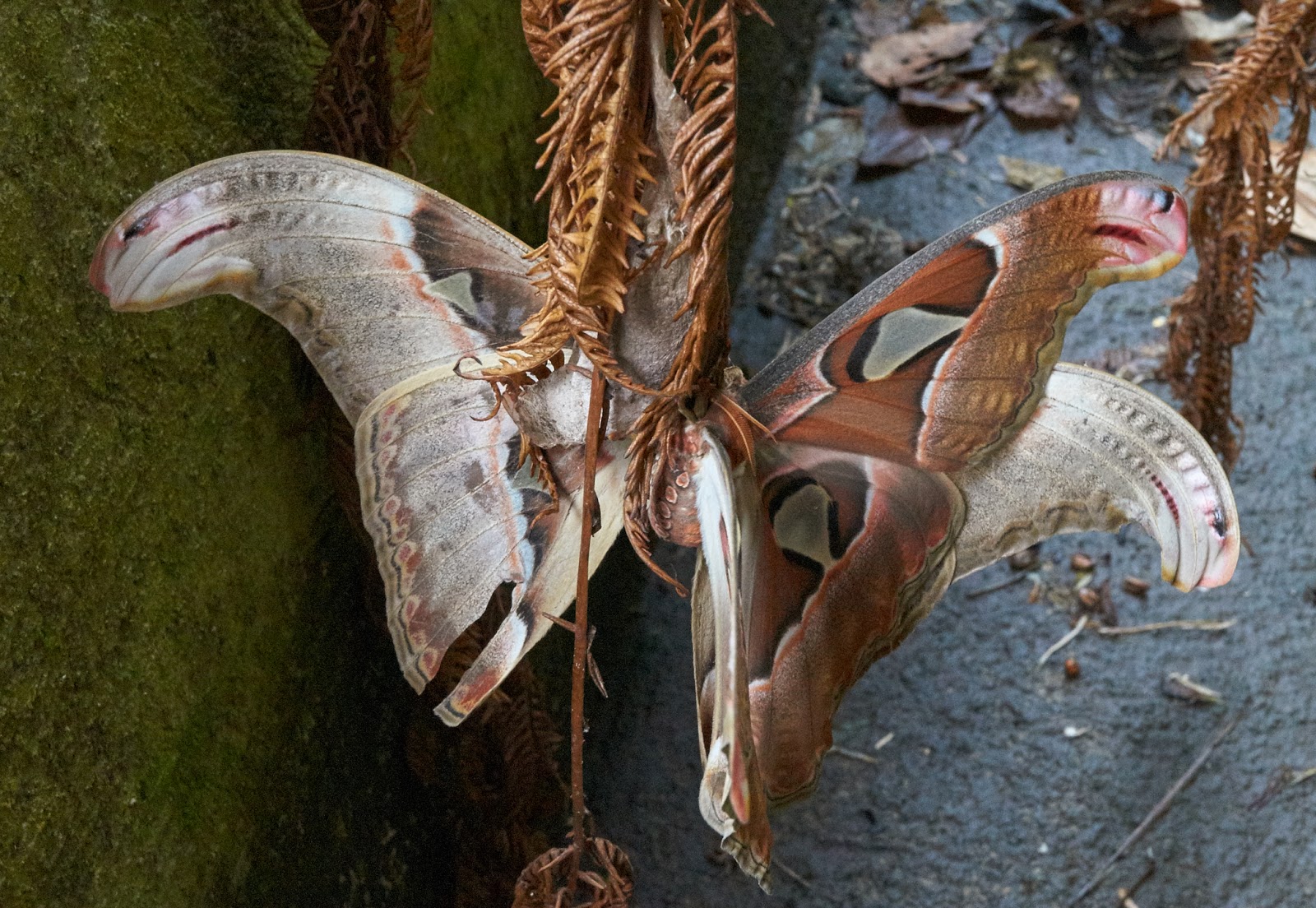 MOTH LOVERS ALERT: An incredibly rare shot of Atlas Moths mating in the wild.