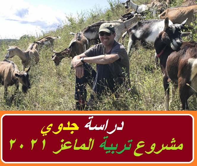 دراسة جدوى لمشروع تربية الماعز2021 دراسة جدوى لمشروع تربية الماعز2021
