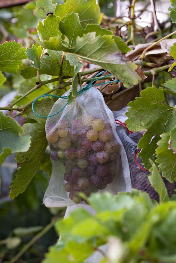 Grape Growing Tips - A Blog on Garden
