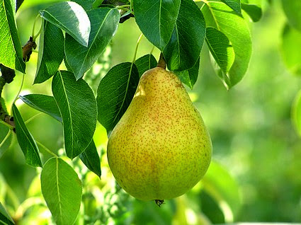 فوائد الكمثرى Benefits of Pears