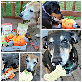 dogs with Halloween toys and treats