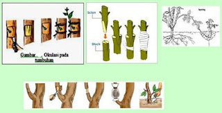 Vegetatif buatan Vegetatif buatan